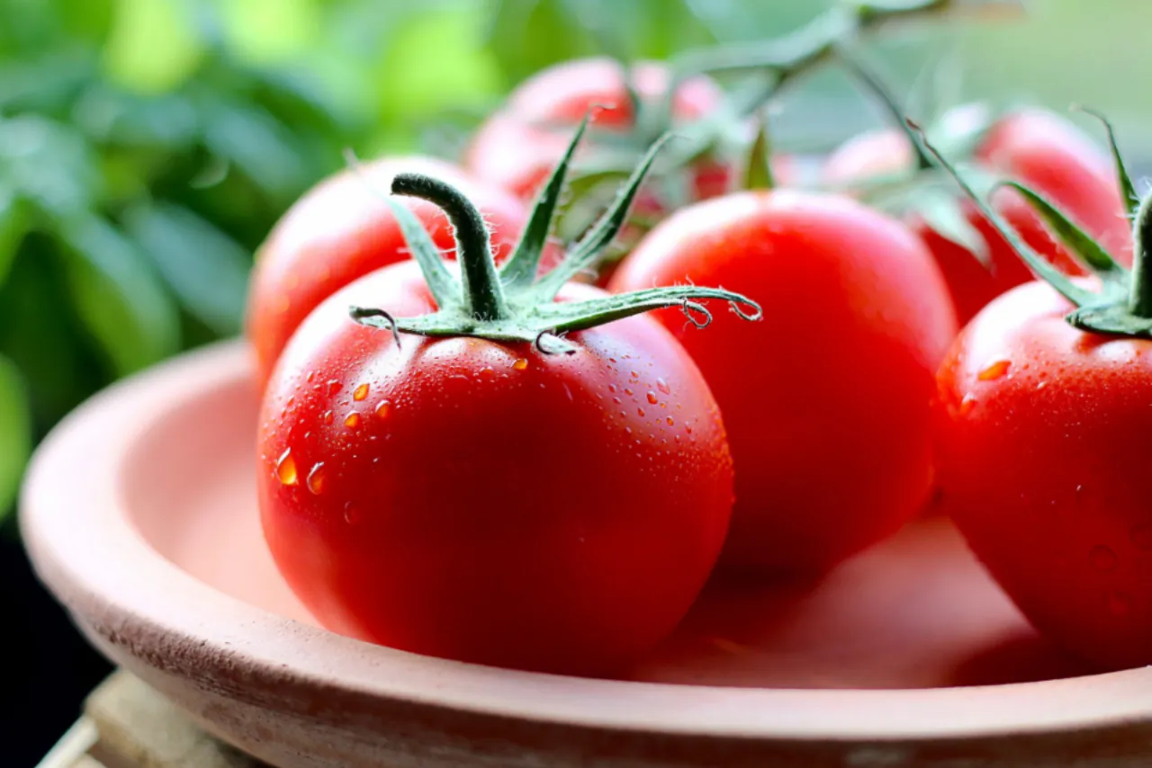Tomates de temporada lavados antes del reparto