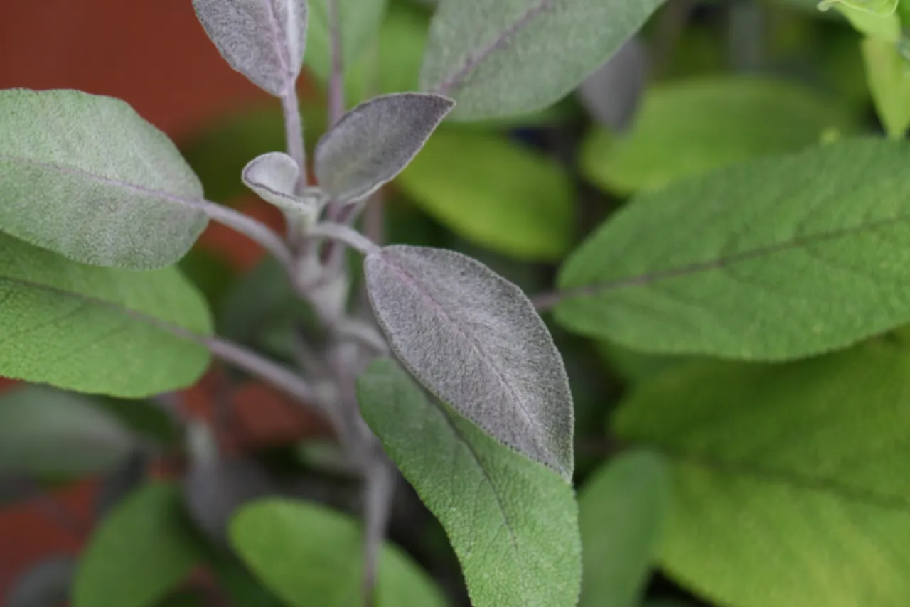 Hojas de salvia del huerto de aromáticas